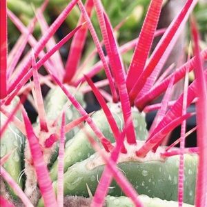 Meet your Posher, Shantell